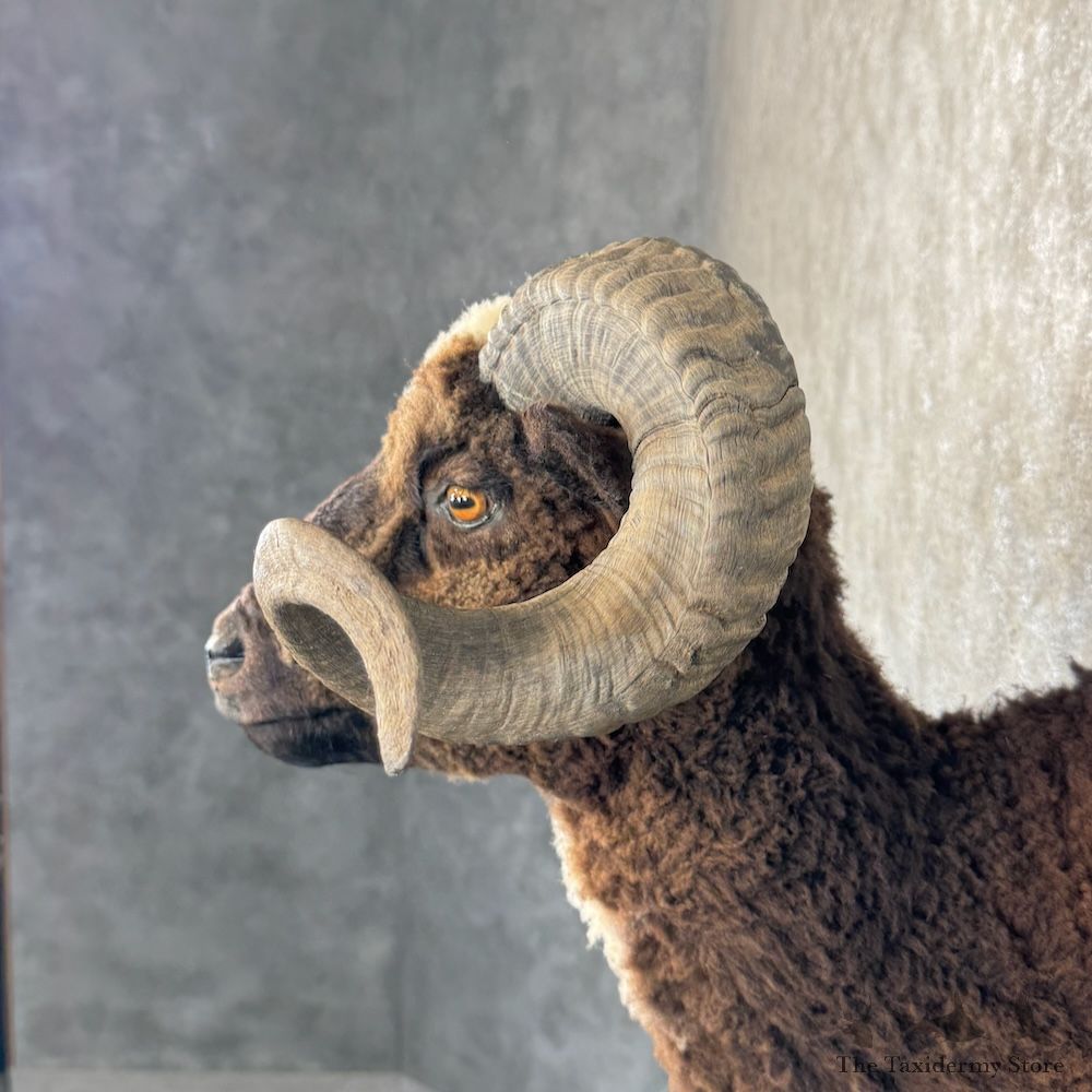 Arapawa Sheep Shoulder Mount For Sale #29867 @ The Taxidermy Store