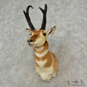 Pronghorn Antelope Shoulder Mount For Sale #16905 @ The Taxidermy-Store