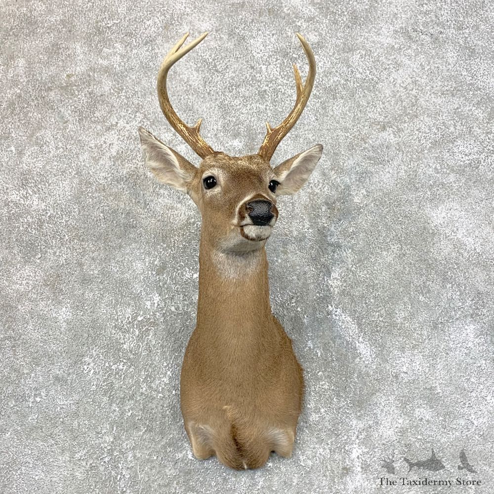 Texas Whitetail Deer Shoulder Mount #23948 For Sale - The Taxidermy Store