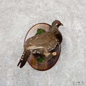 Spruce Grouse Mount For Sale #19430 @ The Taxidermy Store