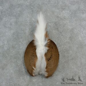 Whitetail Deer Rump Mount For Sale #17147 @ The Taxidermy Store