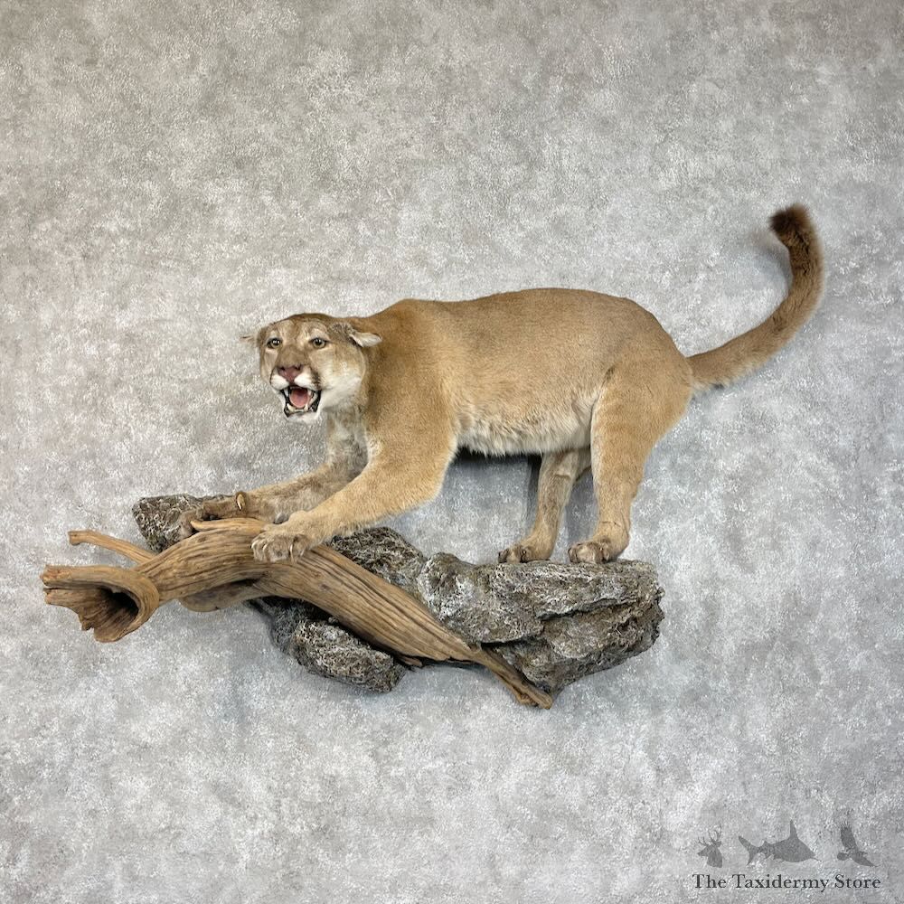 Mountain Lion Life-Size Mount For Sale #29190 @ The Taxidermy Store