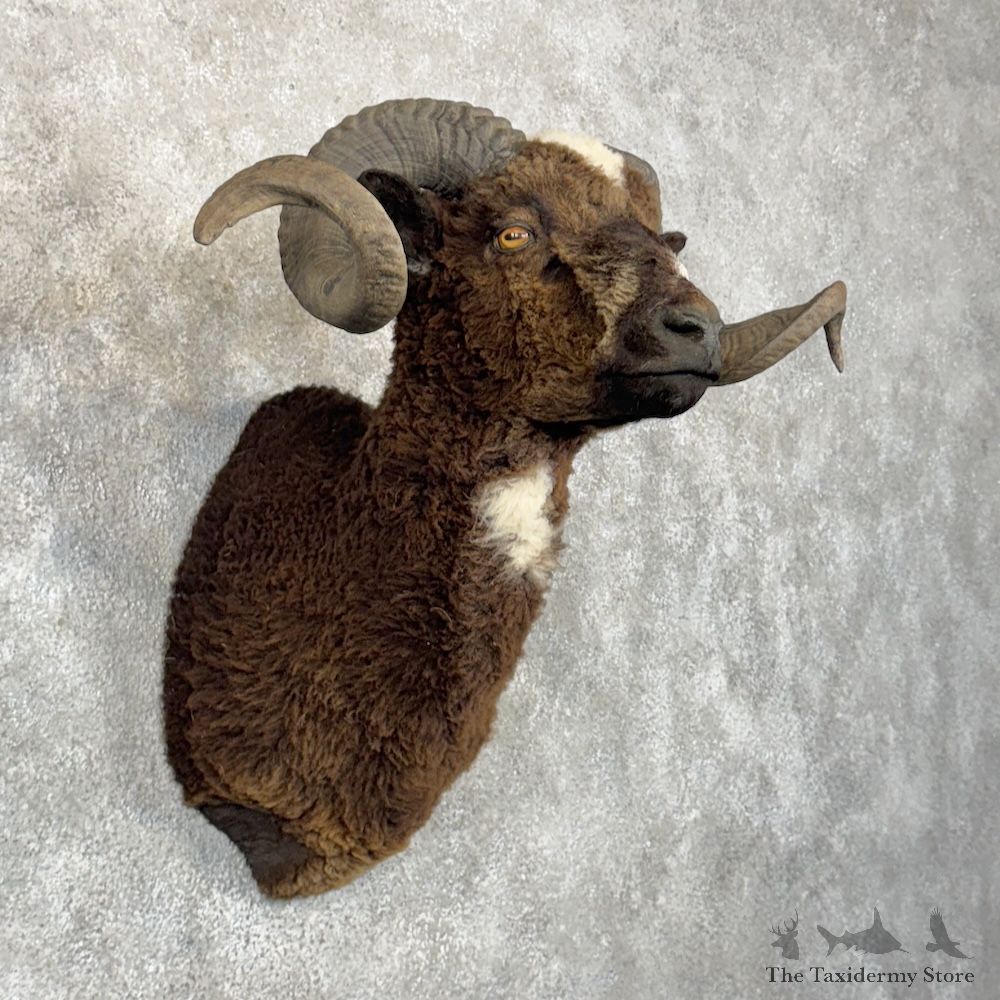 Arapawa Sheep Shoulder Mount For Sale #29867 @ The Taxidermy Store