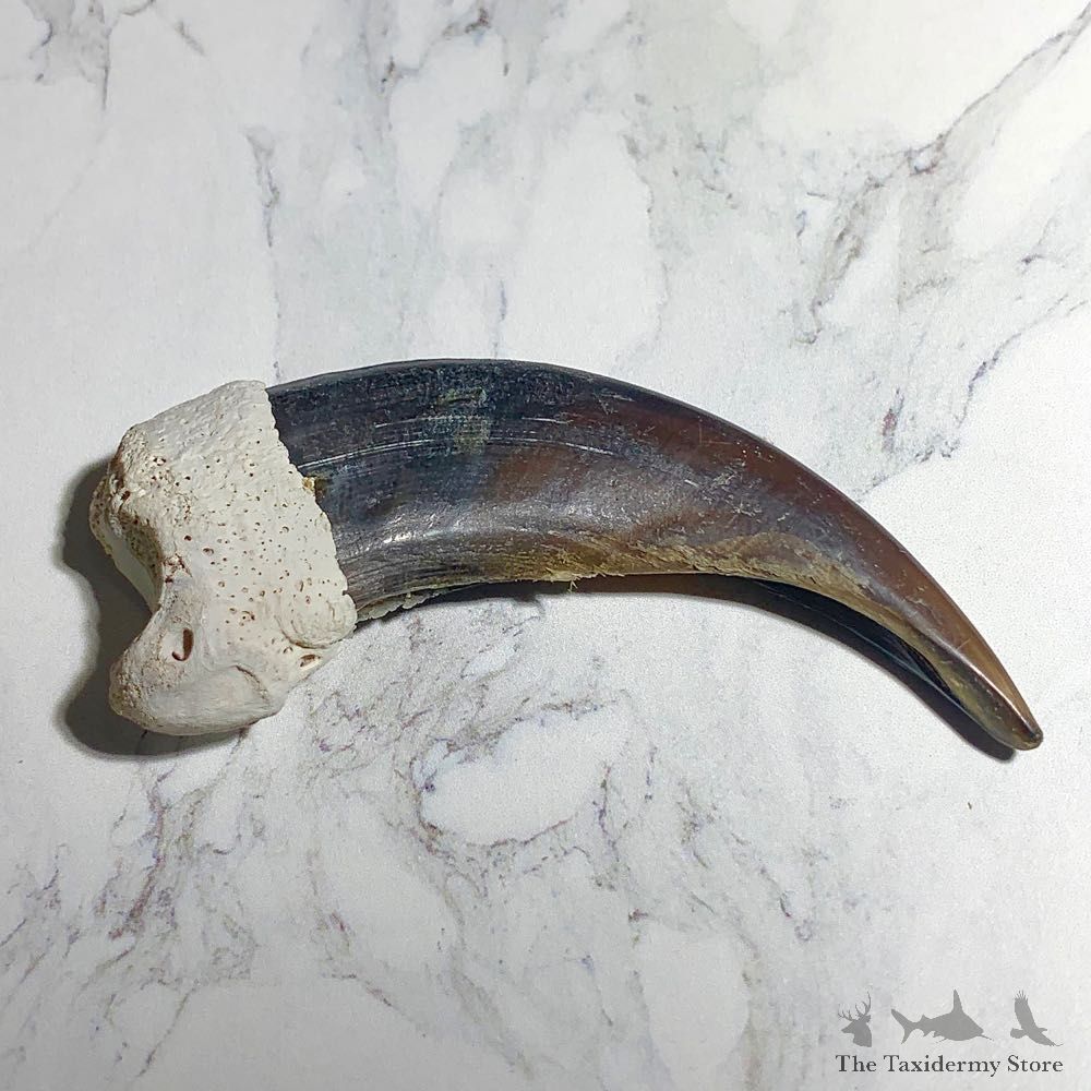 Grizzly Bear Claw For Sale #23791 - The Taxidermy Store