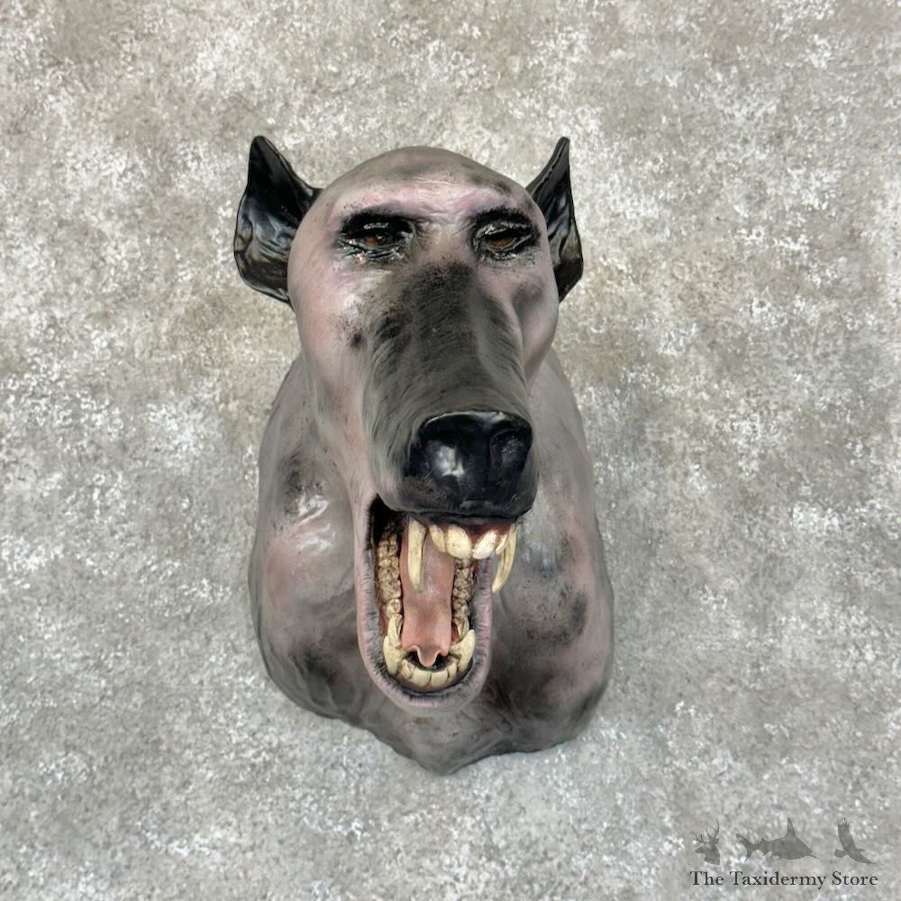 Reproduction Chupacabra Monster Shoulder Mount For Sale #28778 @ The Taxidermy Store