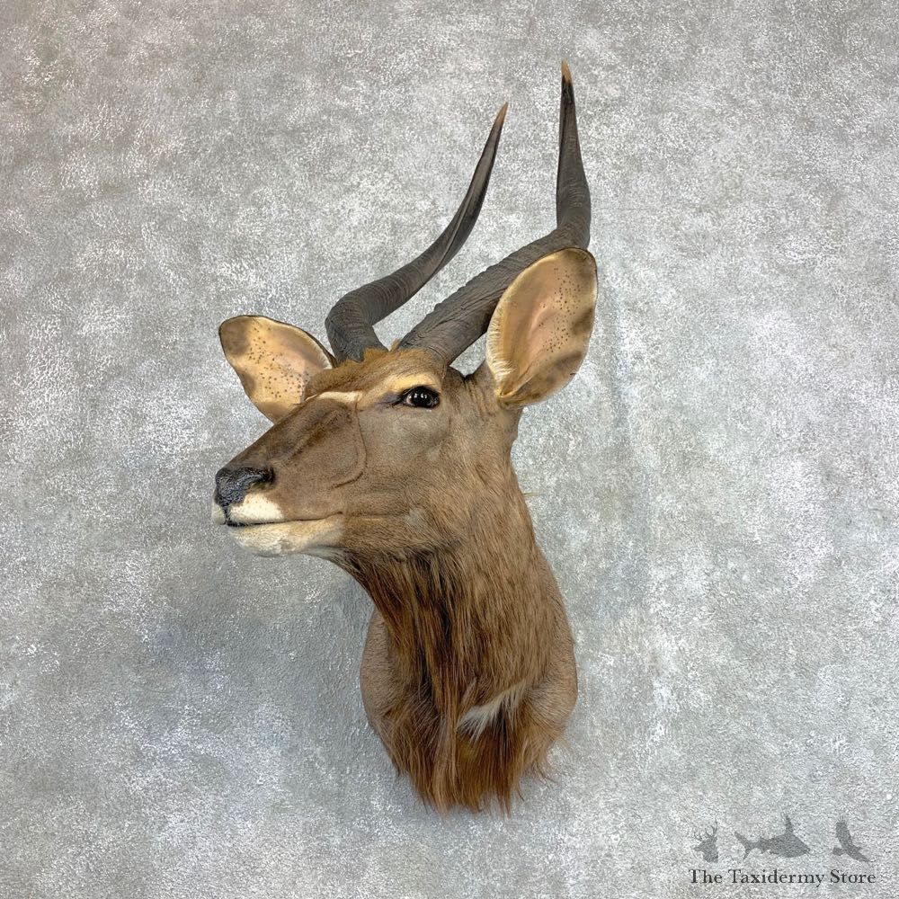 African Nyala Taxidermy Shoulder Mount #22122 For Sale @ The Taxidermy Store