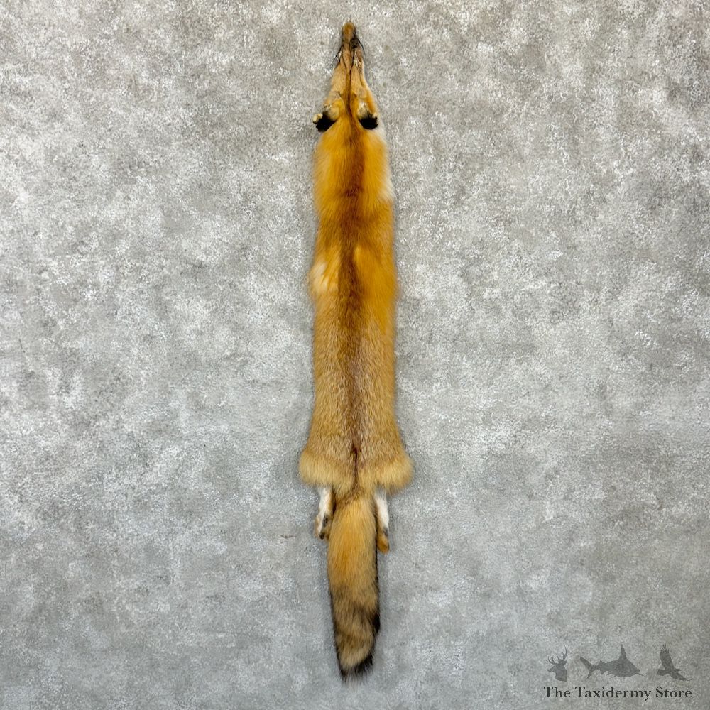 Red Fox Tanned Hide For Sale #29741 @ The Taxidermy Store