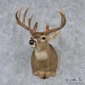 Whitetail Deer Taxidermy Shoulder Mount #13169 For Sale @ The Taxidermy Store