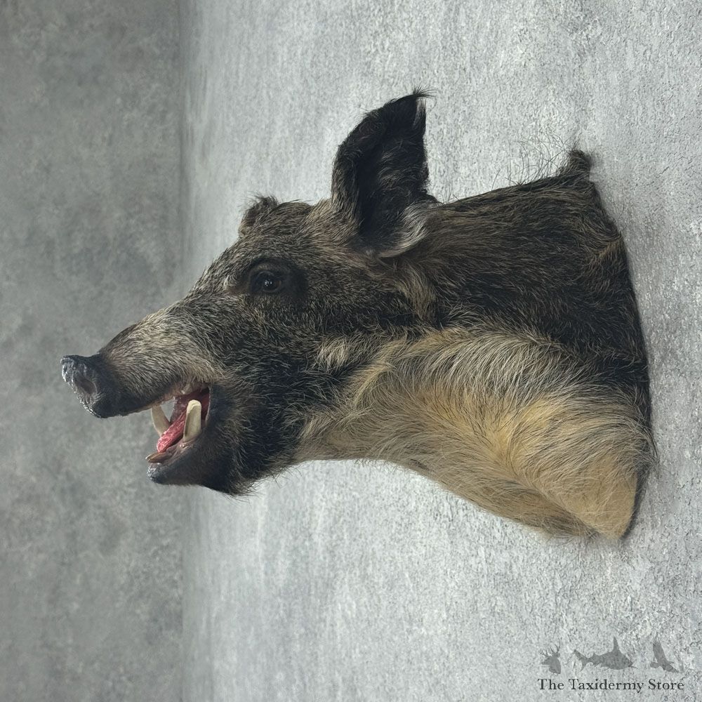 Wild Boar Shoulder Mount For Sale #32392 @ The Taxidermy Store