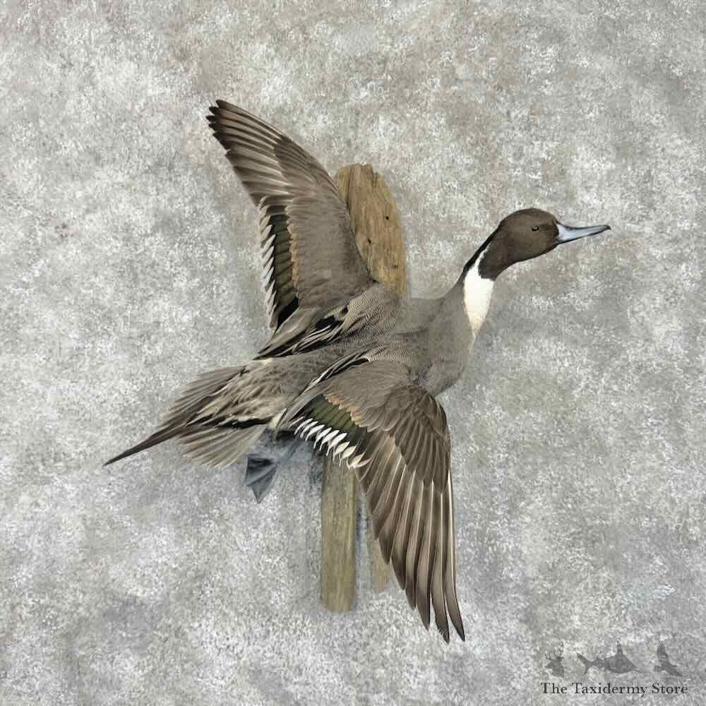 Northern Pintail Duck Bird Mount For Sale #31729 @ The Taxidermy Store
