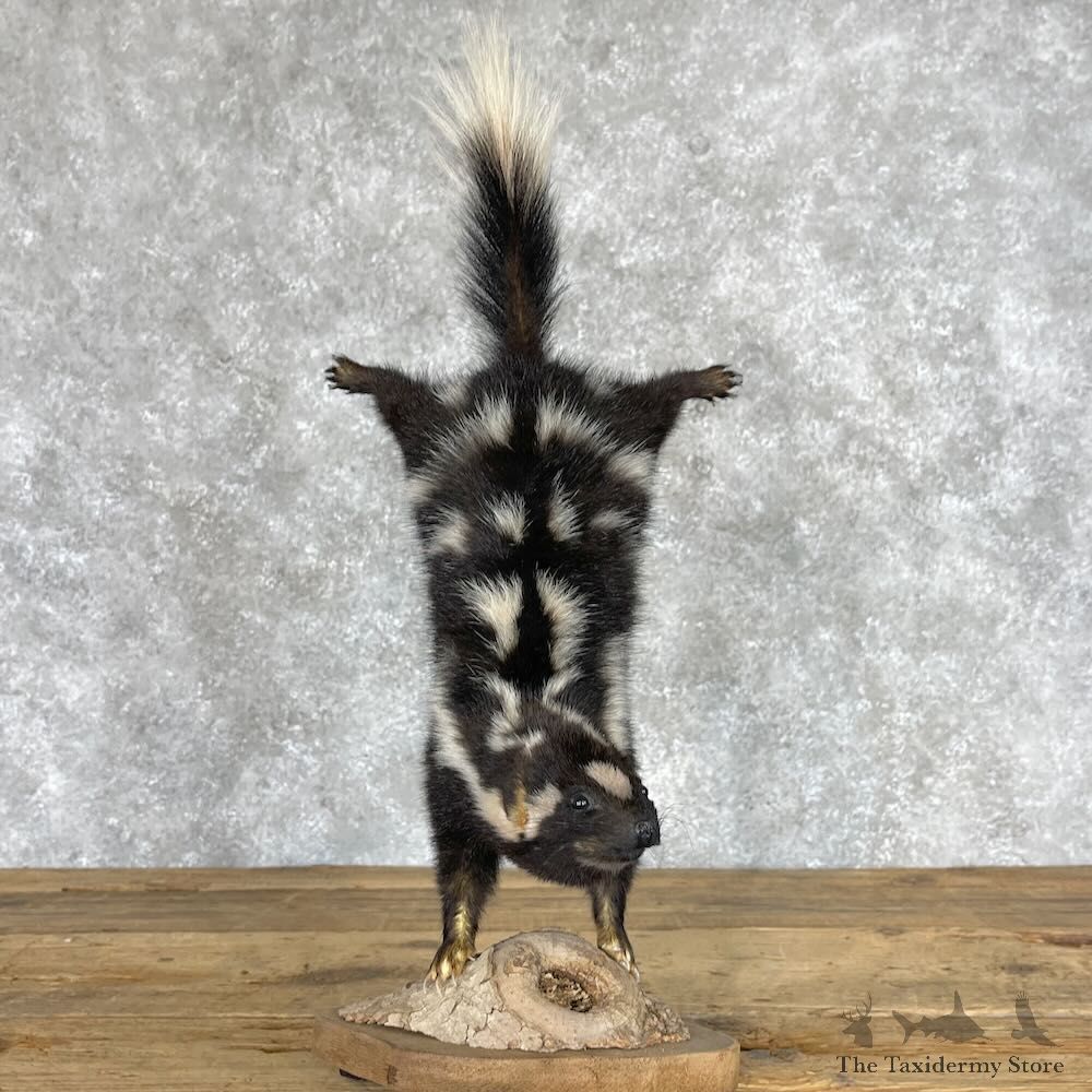 Eastern Spotted Skunk Life-Size Mount For Sale #28383 @ The Taxidermy Store