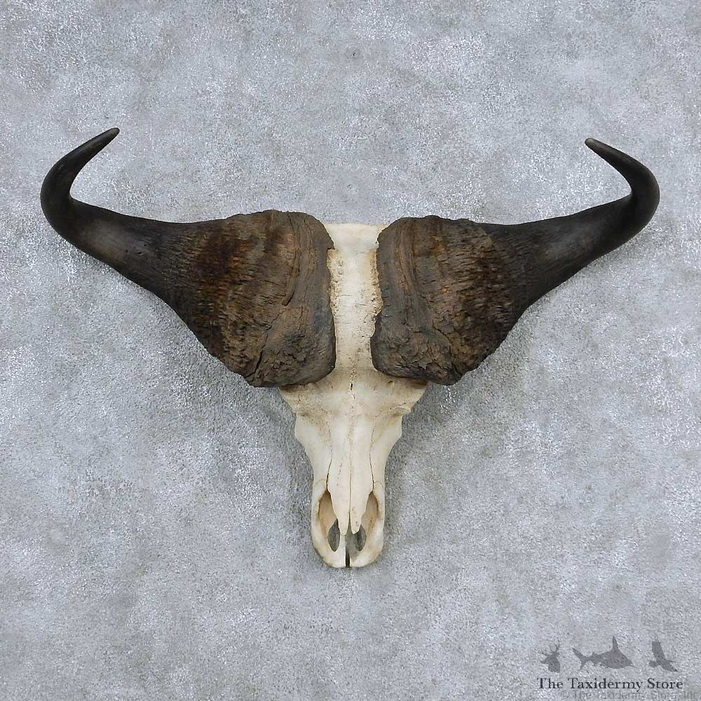 Cape Buffalo Skull Horns Mount For Sale #13907 For Sale @ The Taxidermy Store