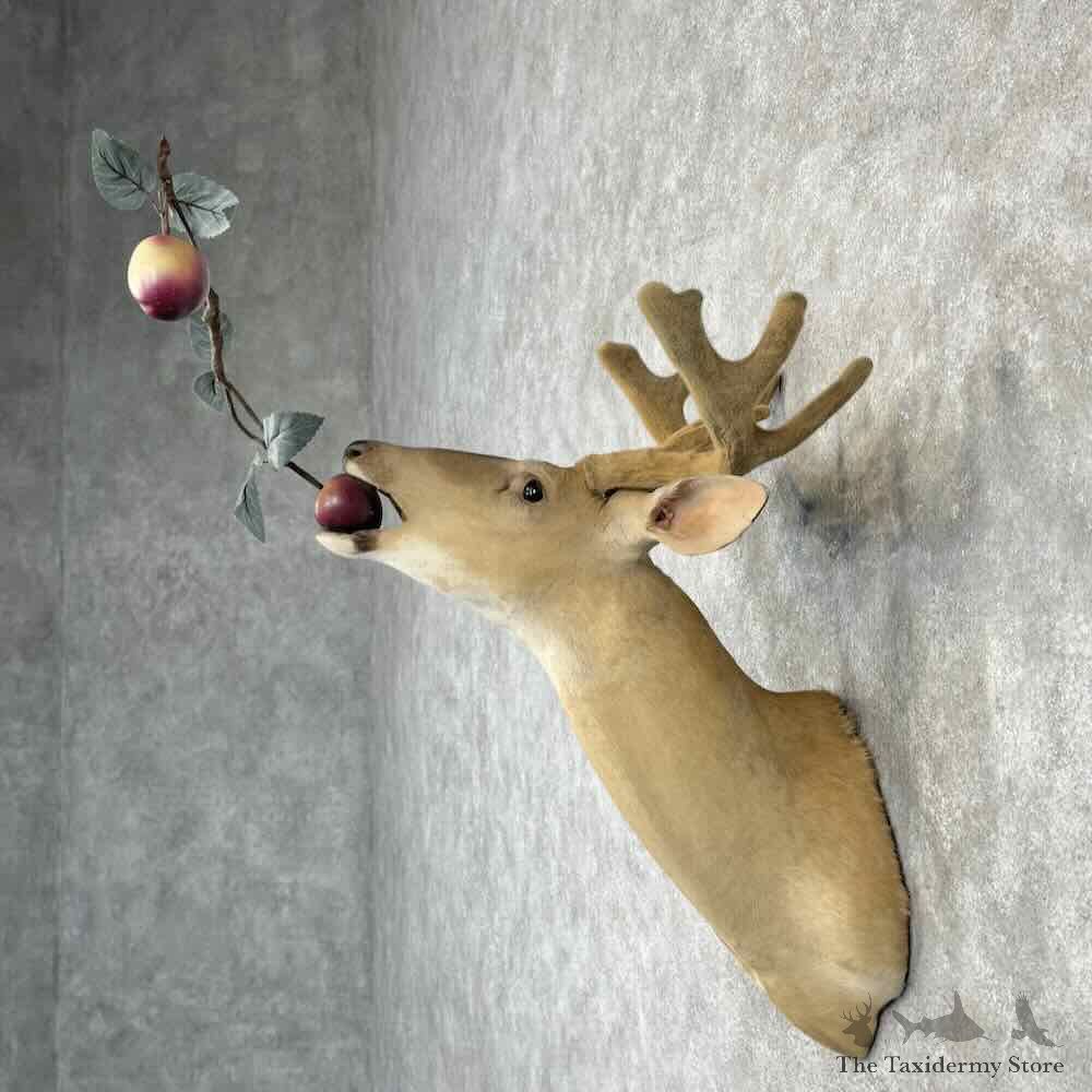 Whitetail Deer Shoulder Mount For Sale #30346 @ The Taxidermy Store
