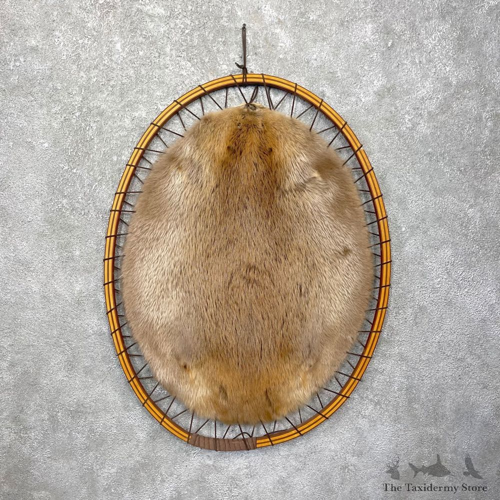 North American Beaver Stretched Hide For Sale #24804 @ The Taxidermy Store