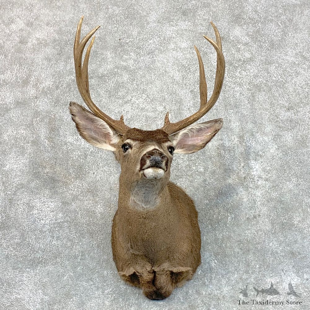 Columbian Black-tailed Deer Shoulder Mount For Sale #22795 @ The Taxidermy Store