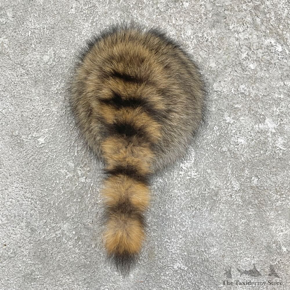 Raccoon Rump Novelty Mount For Sale #27500 @ The Taxidermy Store