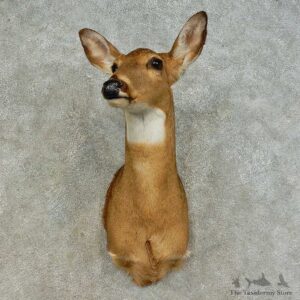 Whitetail Deer Doe Shoulder Mount For Sale #16388 @ The Taxidermy Store