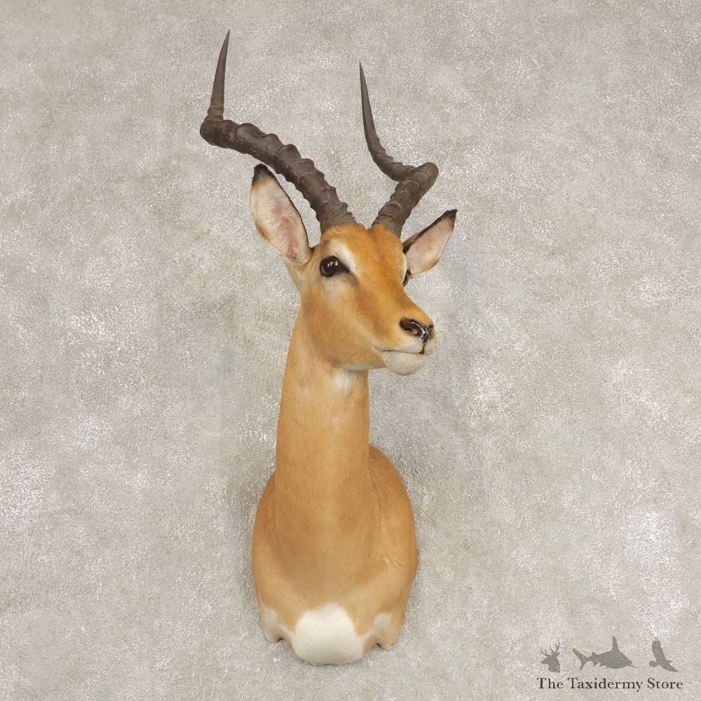 Southern Impala Shoulder Mount For Sale #21586 @ The Taxidermy Store