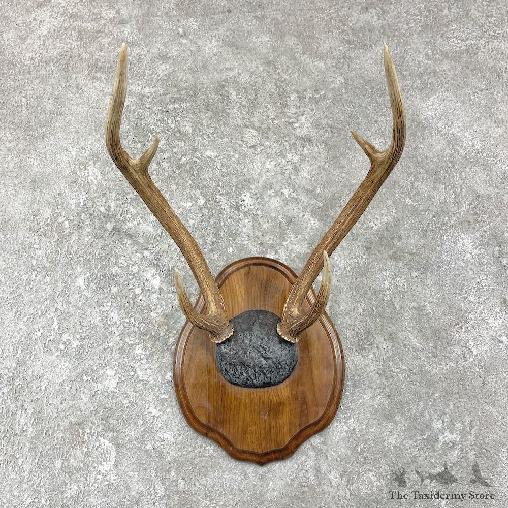 Axis Deer Plaque Mount For Sale #25948 @ The Taxidermy Store