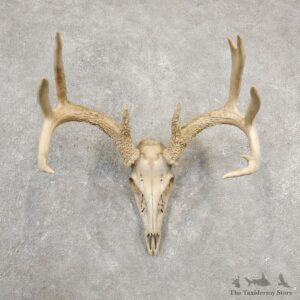 Whitetail Deer Skull European Mount For Sale #20544 @ The Taxidermy Store