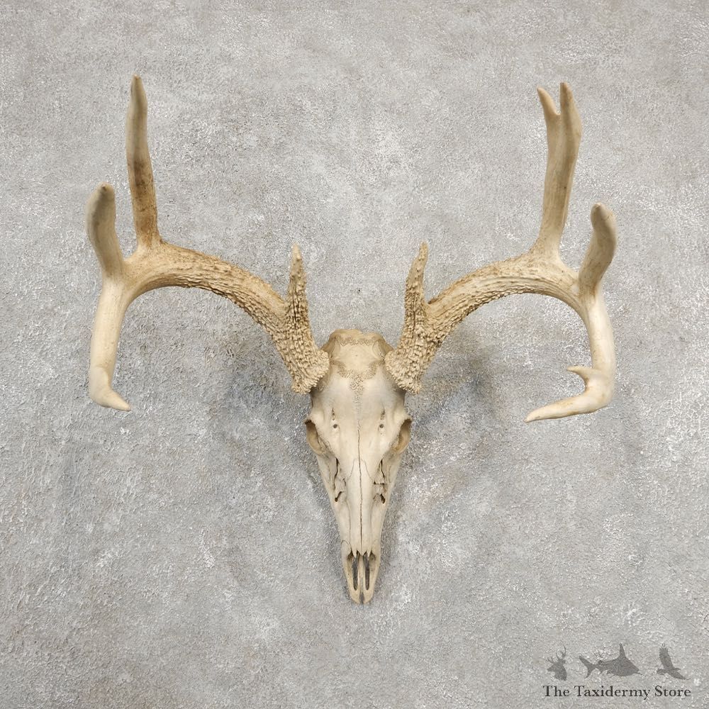Whitetail Deer Skull European Mount For Sale #20544 @ The Taxidermy Store