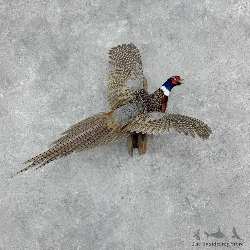 Ringneck Pheasant Bird Mount For Sale #32415 @ The Taxidermy Store