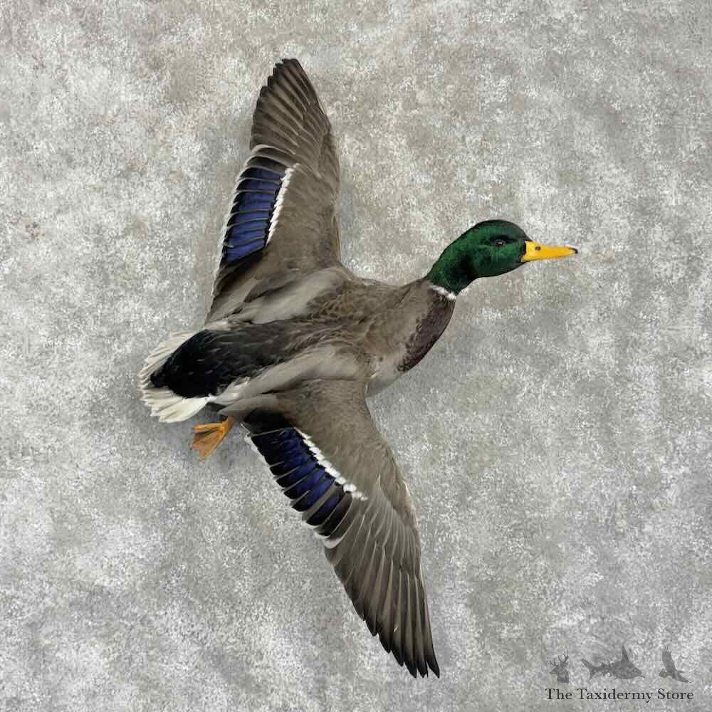 Mallard Duck Drake Bird Mount For Sale #31726 @ The Taxidermy Store