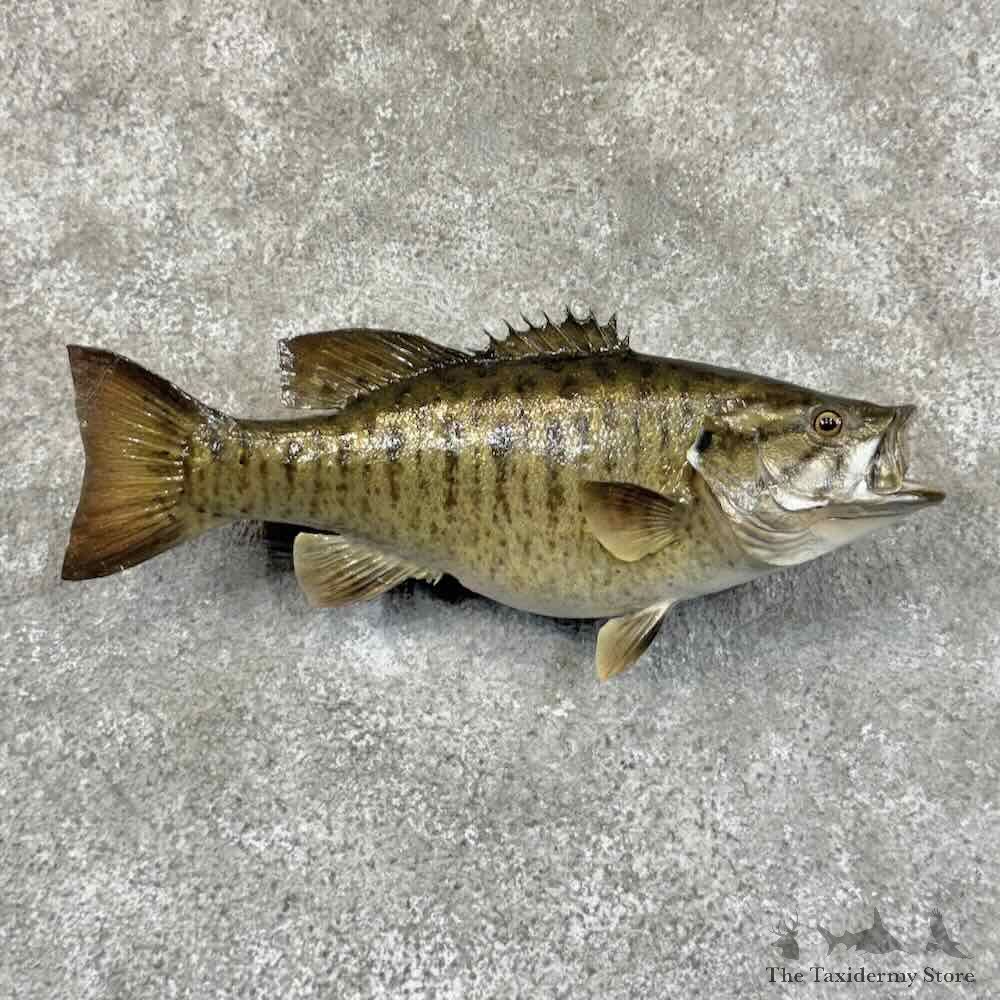 Smallmouth Bass Fish Mount For Sale #31447 @ The Taxidermy Store