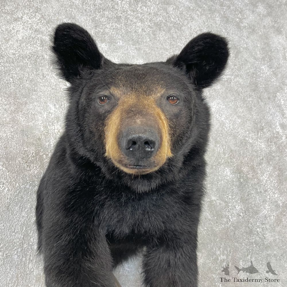 Black Bear Half-Life-Size Taxidermy Mount For Sale #26780 @ The Taxidermy Store