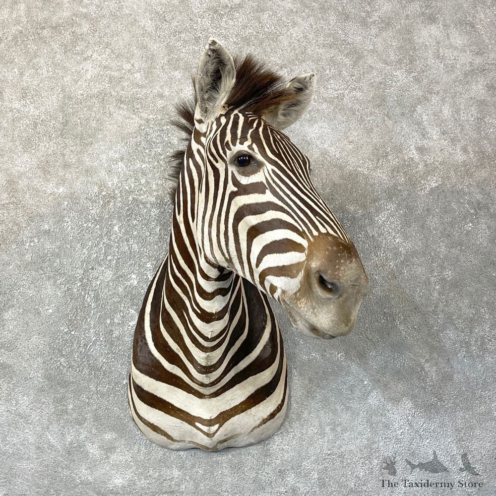 African Zebra Shoulder Mount For Sale #25139 @ The Taxidermy Store