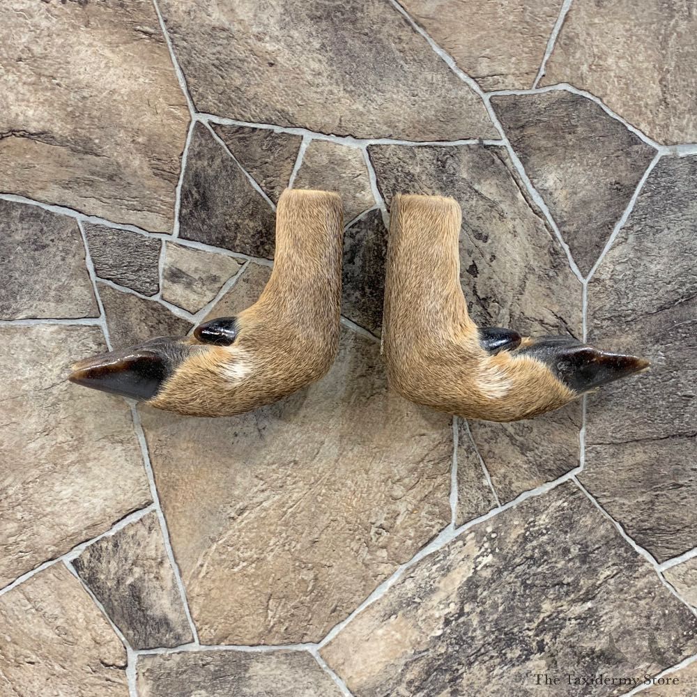 Deer Hoof Craft Pack For Sale #22015 @ The Taxidermy Store