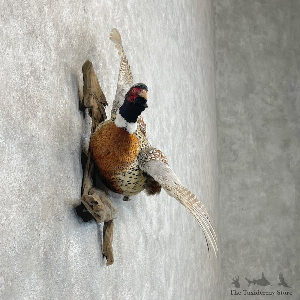 Ringneck Pheasant Bird Mount For Sale #28430 @ The Taxidermy Store