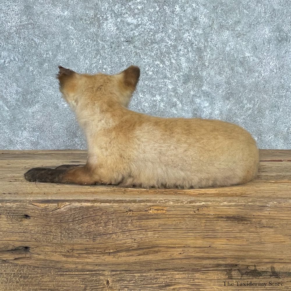 Juvenile Red Fox Life-Size Mount For Sale #26999 @ The Taxidermy Store
