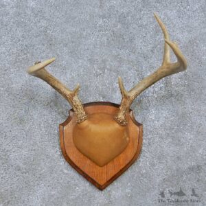 Whitetail Deer Antler Plaque Mount For Sale #15067 @ The Taxidermy Store