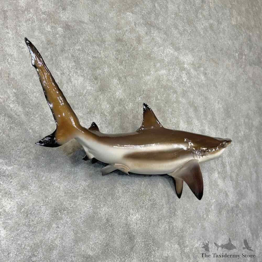 Reproduction Blacktip Reef Shark Mount For Sale #31805 @ The Taxidermy Store