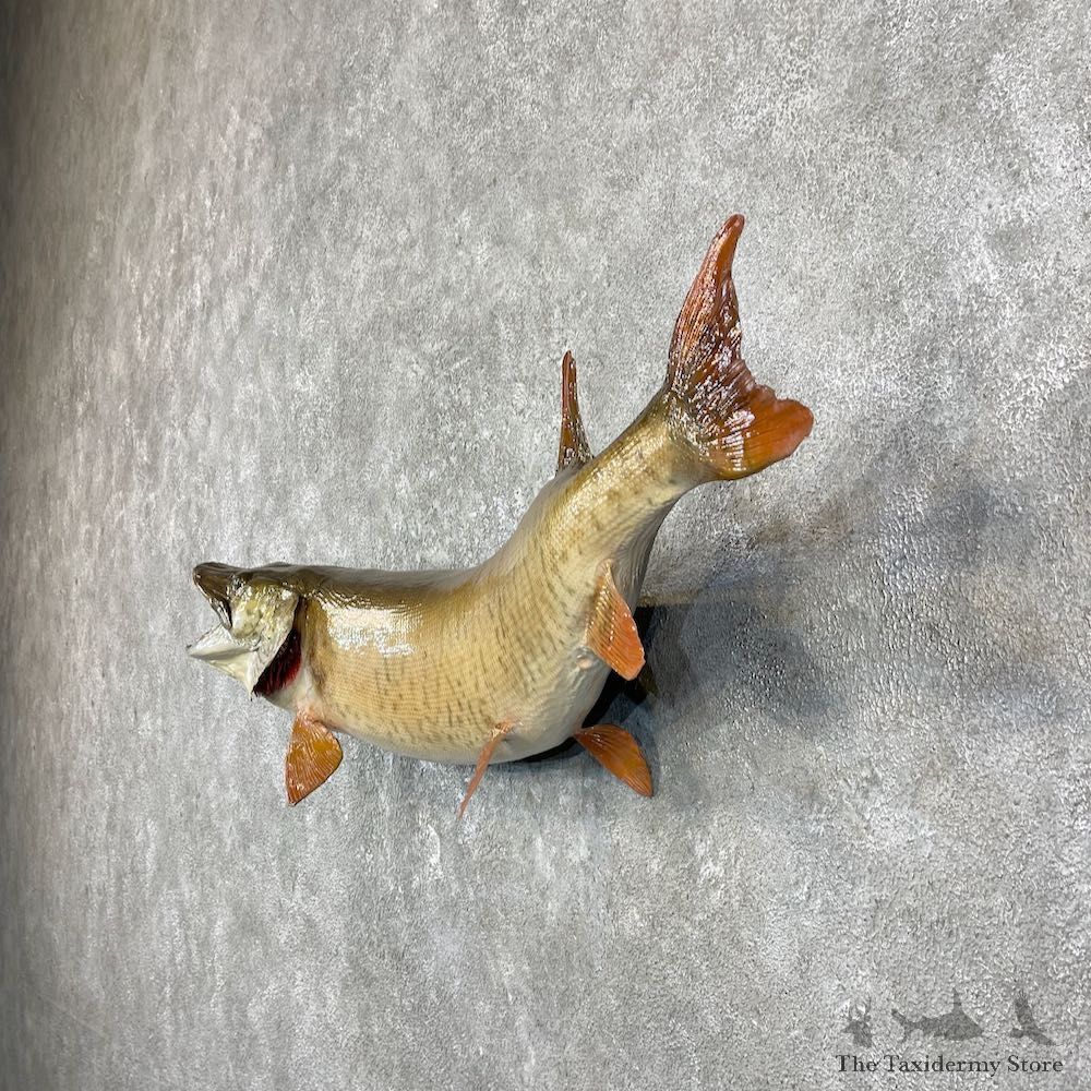 Musky Taxidermy Fish Mount For Sale #25929 @ The Taxidermy Store
