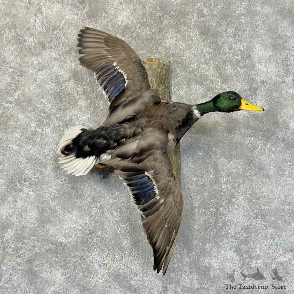Mallard Duck Drake Mount For Sale #31248 @ The Taxidermy Store