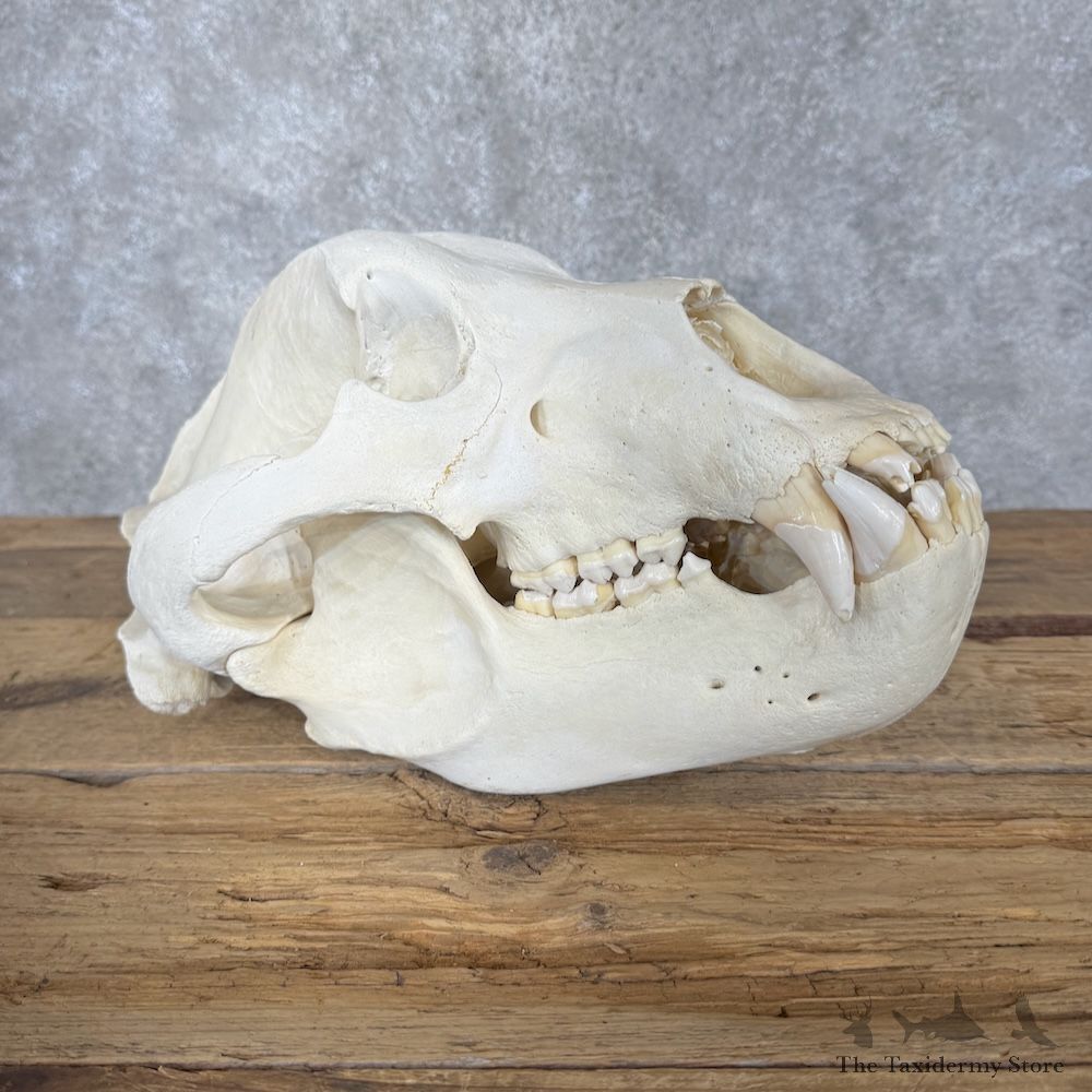 Kodiak Brown Bear Skull Mount For Sale #29896 @ The Taxidermy Store