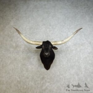 Texas Longhorn Shoulder Mount For Sale #17236 @ The Taxidermy Store
