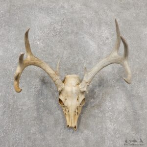 Whitetail Deer Skull European Mount For Sale #19149 @ The Taxidermy Store
