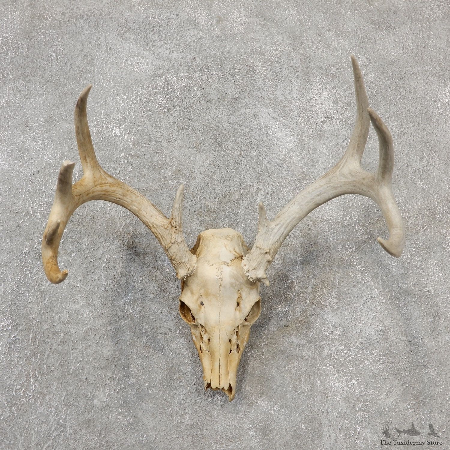 Whitetail Deer Skull European Mount For Sale #19149 @ The Taxidermy Store