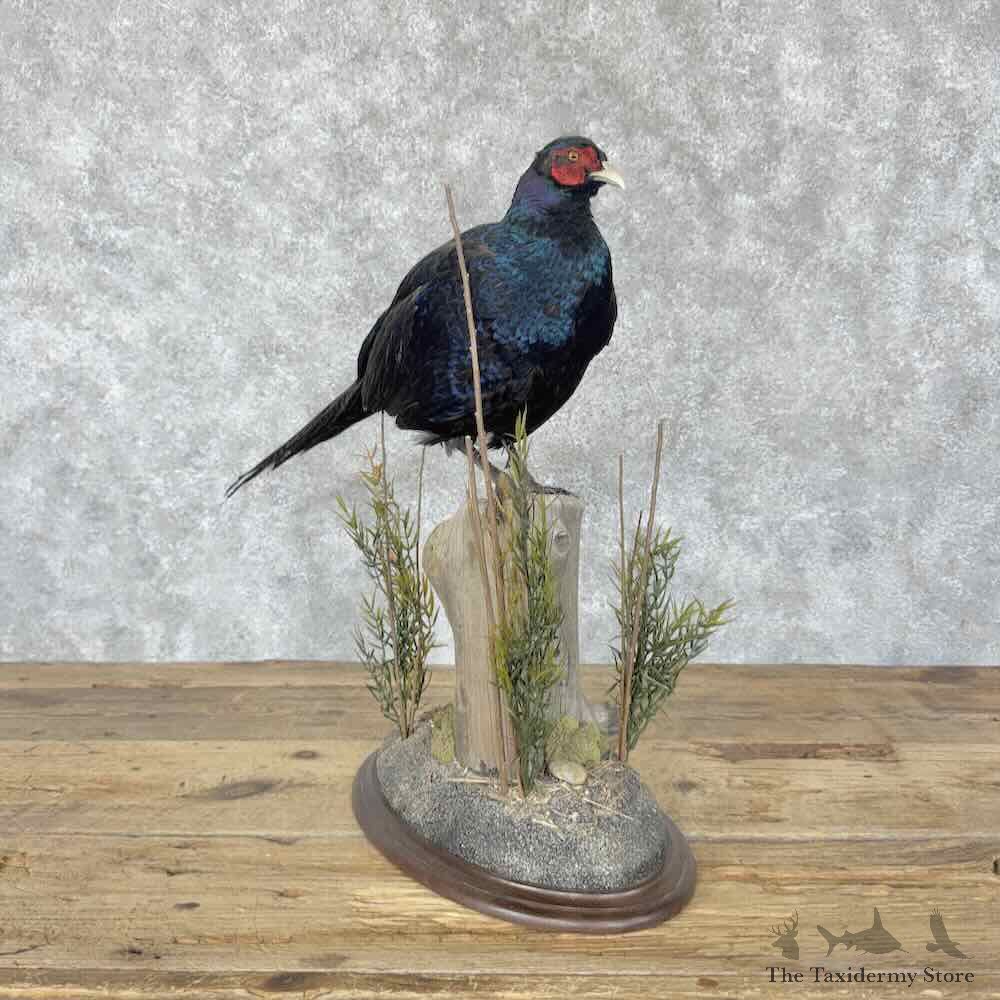 Black Pheasant Bird Mount For Sale #31811 @ The Taxidermy Store
