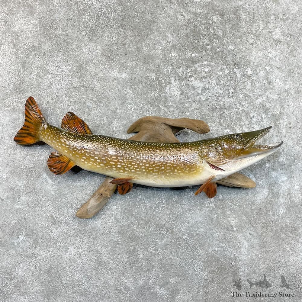 Northern Pike Fish Mount For Sale #27511 @ The Taxidermy Store