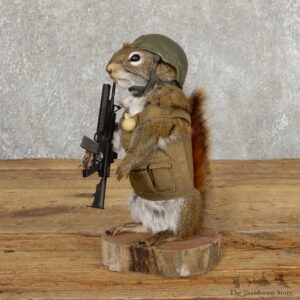 Patriot Squirrel Novelty Mount For Sale #18905 @ The Taxidermy Store