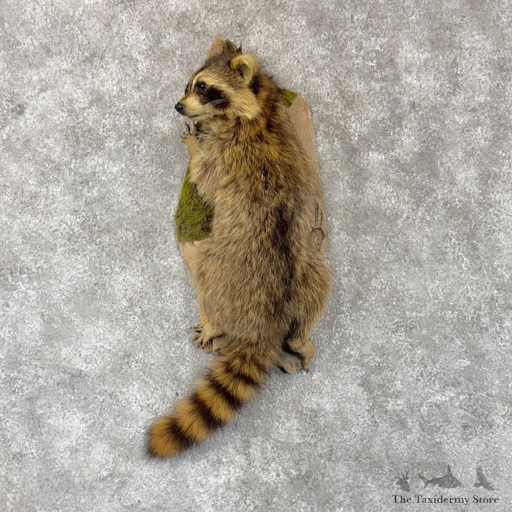 Raccoon Life-Size Mount For Sale #30265 @ The Taxidermy Store