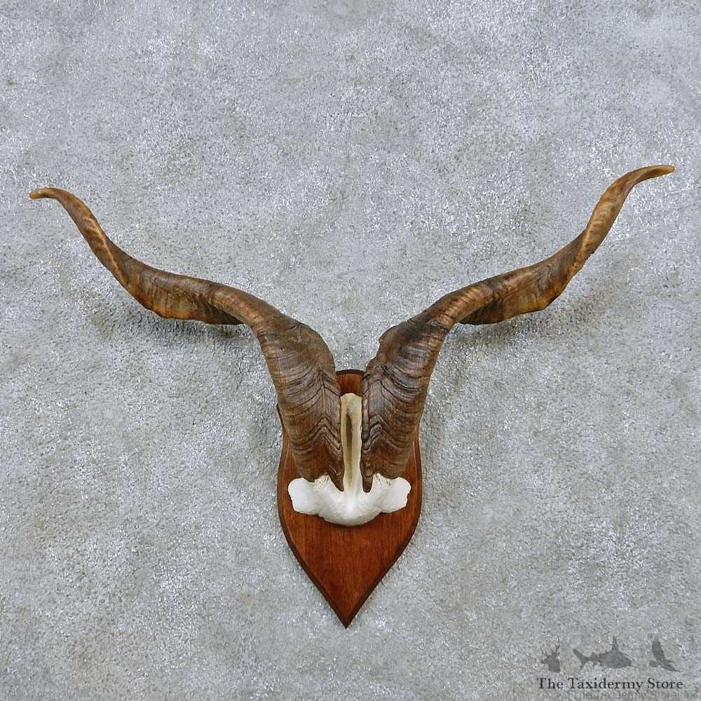 Feral Sheep Horn Plaque Mount For Sale #14524 @ The Taxidermy Store