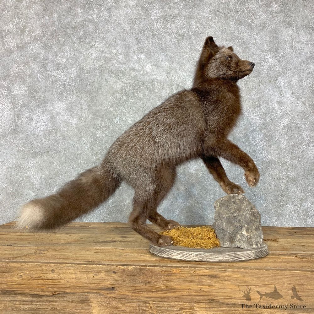 Silver Fox Life-Size Mount For Sale #23498 @ The Taxidermy Store