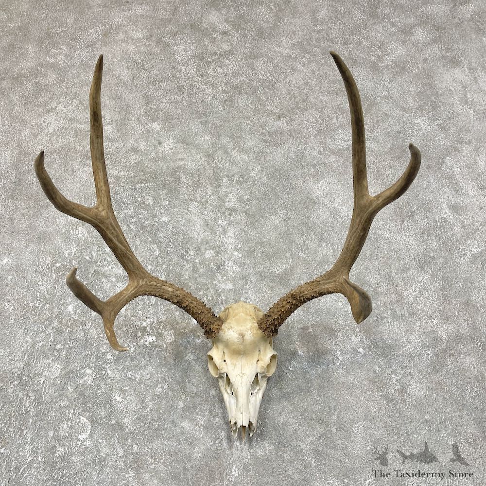 Mule Deer Taxidermy Skull Mount #25250 For Sale @ The Taxidermy Store