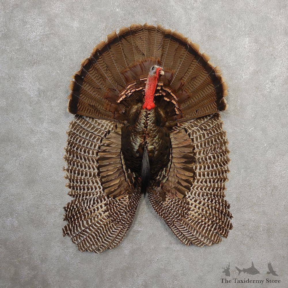 Eastern Wild Turkey Half Life Size Mount #21140 For Sale @ The Taxidermy Store