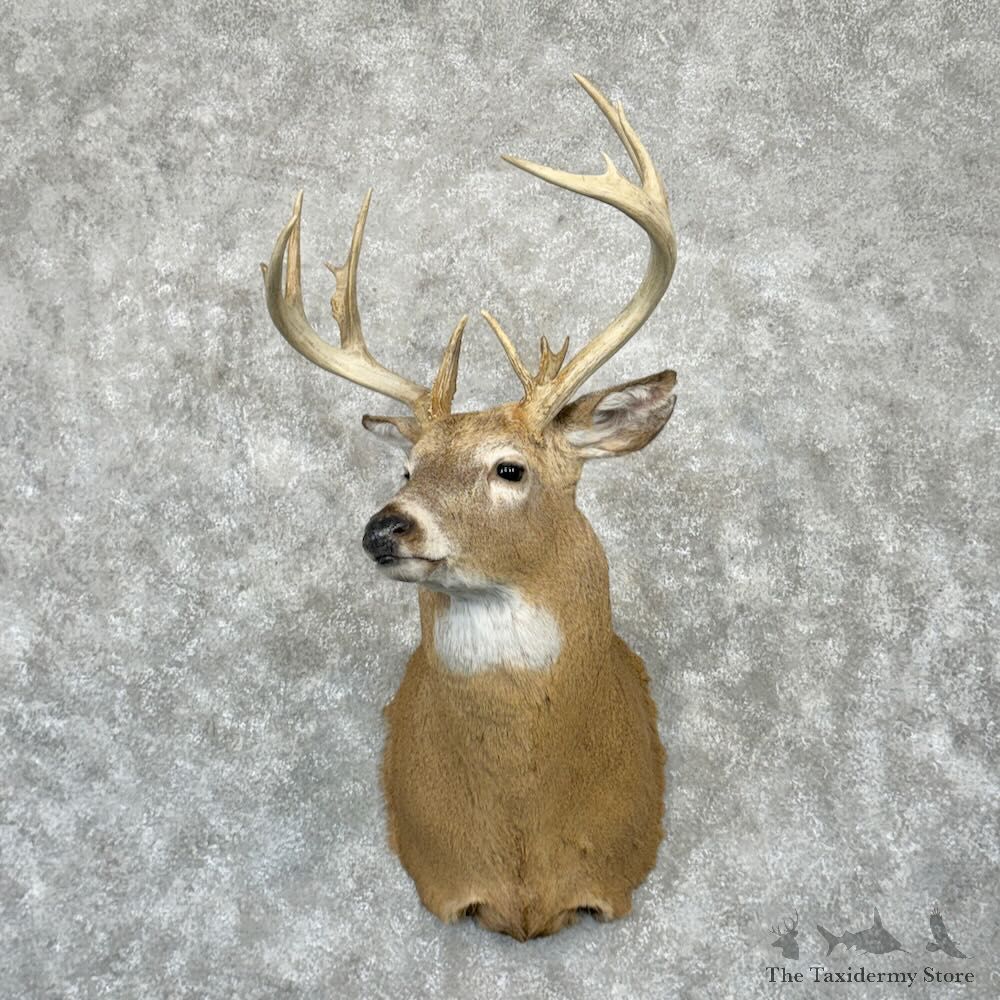 Whitetail Deer Shoulder Mount For Sale #29016 - The Taxidermy Store